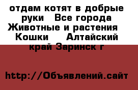 отдам котят в добрые руки - Все города Животные и растения » Кошки   . Алтайский край,Заринск г.
